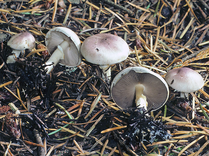 Agaricus purpurellus